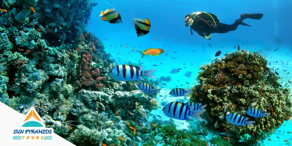 Hurghada Scuba Diving Adventures